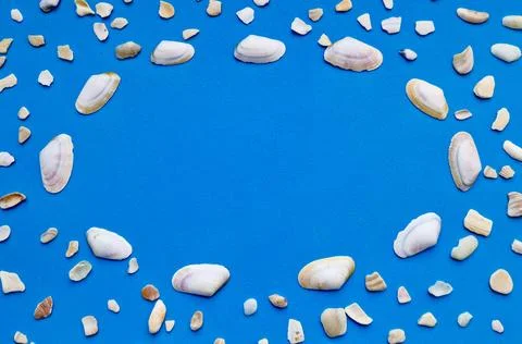 Seashells arranged in circular frame on blue background with empty space Stock Photos