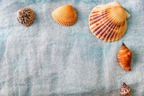 Seashells arranged on white cloth background Stock Photos