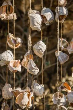 Seashells associated with rope Stock Photos