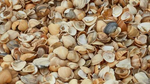 Seashells background close up, shallow depth of field Stock Photos