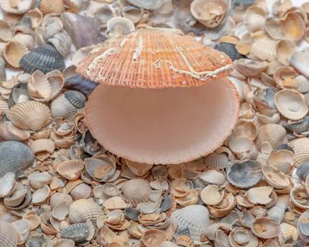 Seashells background, lots of amazing seashells and a pink empty scallop sh.. 库存照片