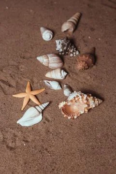 Seashells background - macro shot of beautiful seashells Stock Photos