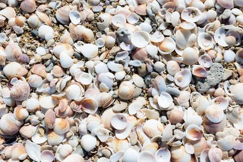 Seashells background with natural light Stock Photos