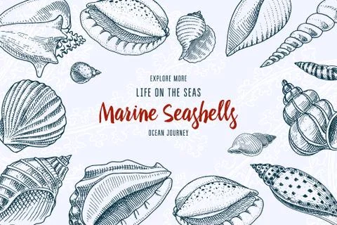 Seashells background or mollusca different forms. sea creature. engraved hand Stock Illustration