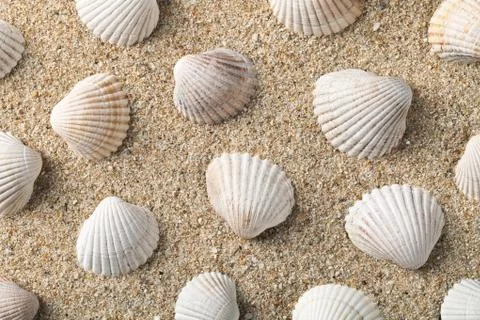 Seashells background Stock Photos