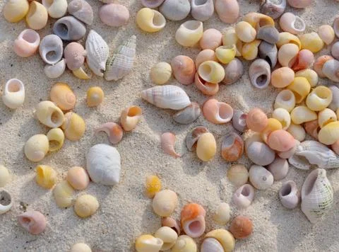 Seashells background Stock Photos