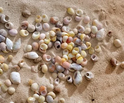 Seashells background Stock Photos