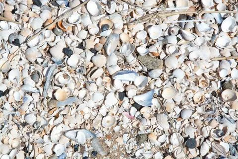 Seashells background Stock-Fotos