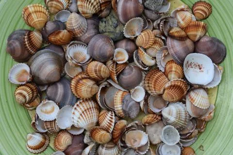 Seashells background Stock Photos