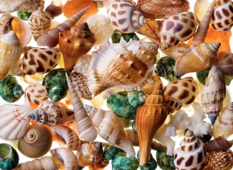Seashells background Stock Photos
