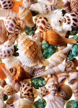 Seashells background Stock Photos
