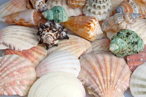 Seashells background Stock Photos