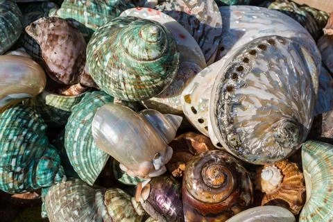 Seashells background Stock Photos