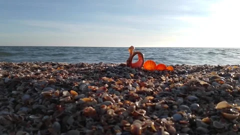 Seashells on the background of the sea Stock Footage 170352332