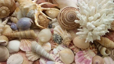 Seashells background, sea shells collection Video stock 154841722
