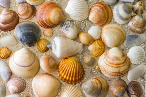 Seashells as background, sea shells collection natural Stock Photos
