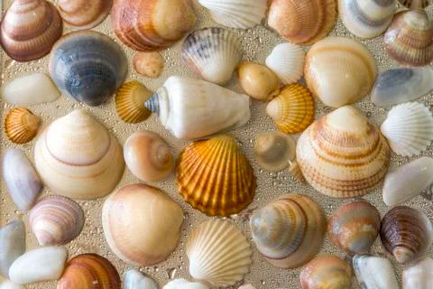 Seashells as background, sea shells collection natural Stock Photos