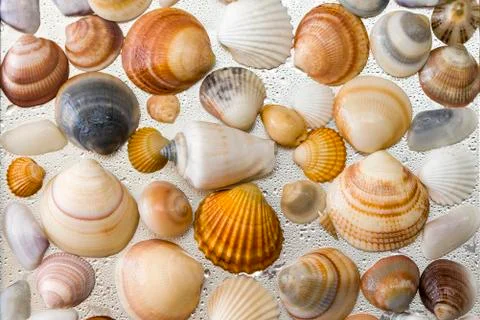 Seashells as background, sea shells collection natural Stock Photos