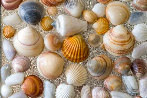 Seashells as background, sea shells collection natural Stock Photos