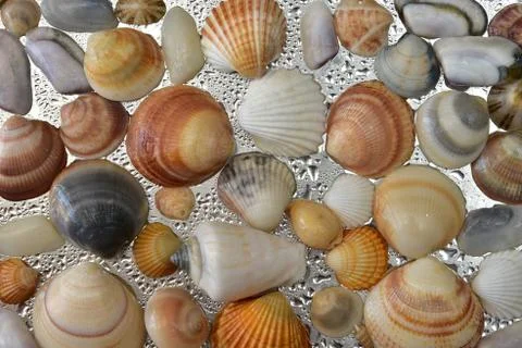 Seashells as background, sea shells collection natural Stock Photos
