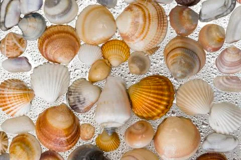 Seashells as background, sea shells collection natural Stock Photos