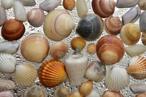 Seashells as background, sea shells collection natural Stock Photos