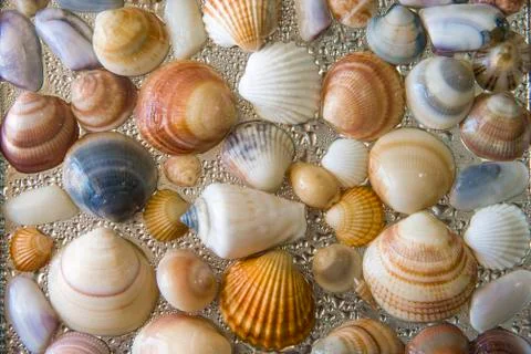 Seashells as background, sea shells collection natural Stock Photos