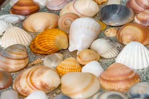 Seashells as background, sea shells collection natural Stock Photos