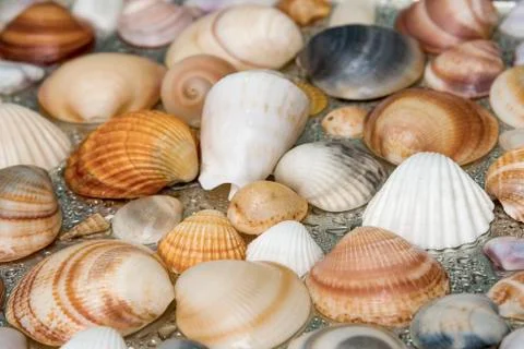 Seashells as background, sea shells collection natural Stock Photos