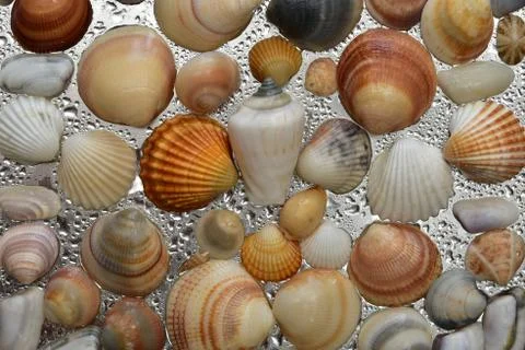 Seashells as background, sea shells collection natural Stock Photos