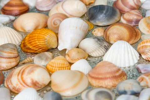 Seashells as background, sea shells collection natural Stock Photos