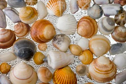 Seashells as background, sea shells collection natural Stock Photos
