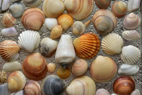 Seashells as background, sea shells collection natural Stock Photos