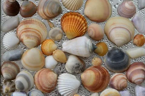 Seashells as background, sea shells collection natural Stock Photos