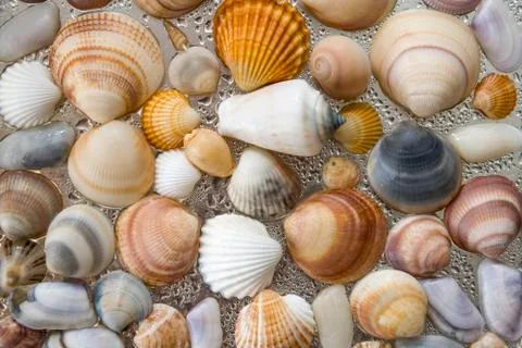 Seashells as background, sea shells collection natural Stock Photos