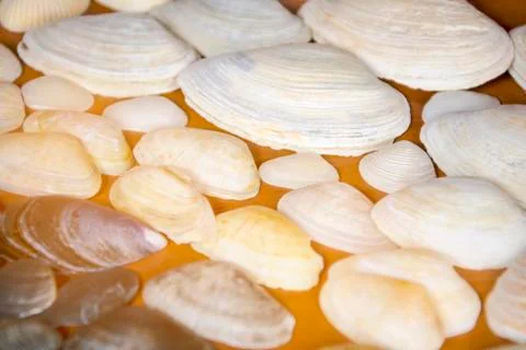 Seashells as background, sea shells collection in the rays of light Stock Photos