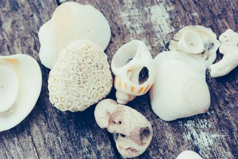 Seashells as background, sea shells collection 스톡 사진