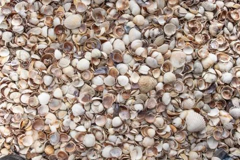 Seashells as background, sea shells collection Stock Photos