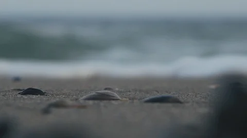 Seashells on a background of sea wave Stock Footage 102157903