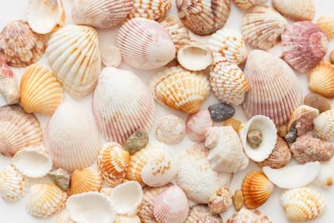 Seashells background seamless rexture, close-up view Foto stock