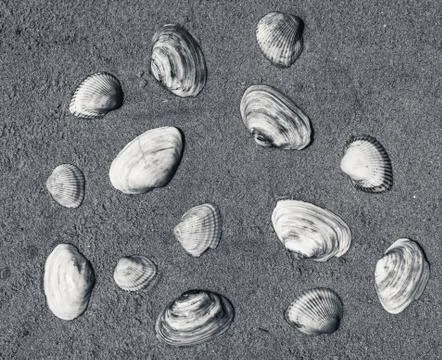 Seashells as background texture for artists Stock Photos