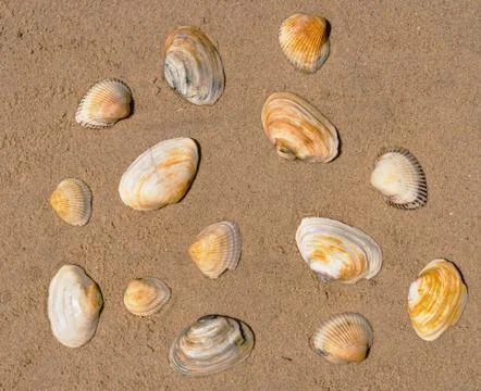 Seashells as background texture for artists Stock Photos