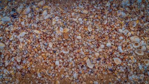 Seashells as background texture for artists Stock Photos