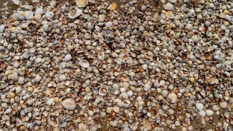 Seashells as background texture for artists Stock Photos