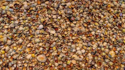Seashells as background texture for artists Stock Photos