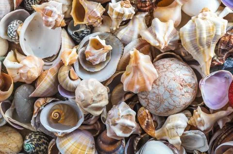 Seashells background. Texture of the sea shells 库存照片