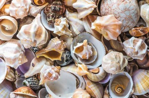 Seashells background. Texture of the sea shells 1 库存照片
