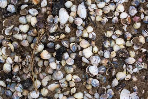 Seashells on the baltic sea Stock Photos