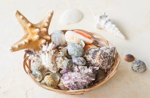 Seashells in a basket on a beige background Stock Photos