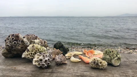 Seashells on the beach and sea waves rolling on the shore Stock Footage 239813490